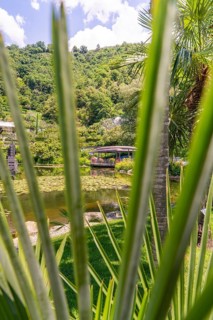 View through palm leaves to a lake with lush tropical vegetation, Botanical Gardens, The Gardens of