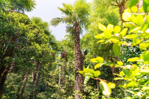 Dense cluster of palm trees in a sunny, green jungle, Botanical Gardens, The Gardens of