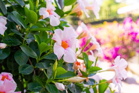 Close-up of a flowering shrub with pink flowers and green leaves, Botanical Garden, The Gardens of