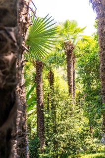 View of tall palm trees amidst dense tropical vegetation, Botanical Gardens, The Gardens of