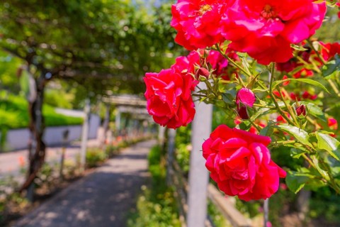 Red roses blooming along a sunny, shady garden path, Botanical Garden, The Gardens of