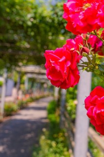 A row of red roses along a tree-lined garden path, Botanical Gardens, The Gardens of