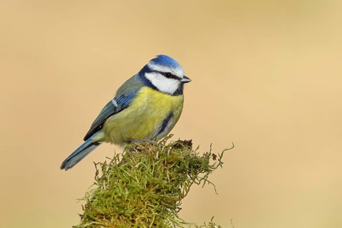 Blue tit (Parus caeruleus), sitting on moss-covered dead wood, Wilnsdorf, North Rhine-Westphalia,
