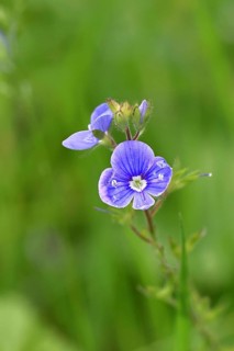 Flower of Gamander speedwell (Veronica chamaedrys), in a deciduous forest, blue blossom, spring,