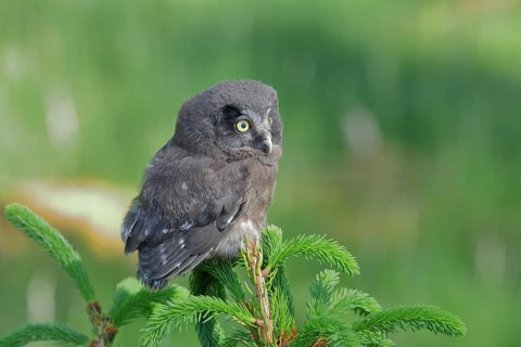 Great horned owl (Aegolius funereus), young bird sitting on the top of a spruce, European spruce