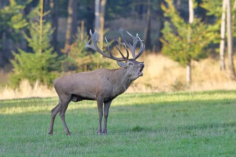Red deer (Cervus elaphus) in rutting season, capital stag, twenty hinds, roaring in a forest