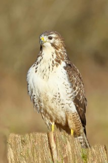 Buzzard (buteo buteo), light-coloured variant, light morph, side view, animal portrait, wildlife,