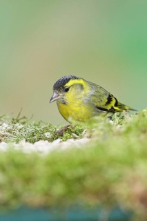 Siskin (Carduelis spinus), male sitting on moss, mossy ground, Wilnsdorf, North Rhine-Westphalia,