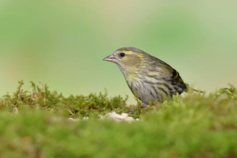 Siskin (Carduelis spinus), female sitting on moss, mossy ground, Wilnsdorf, North Rhine-Westphalia,