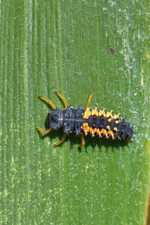 Ladybird larva, seven-spot ladybird (Coccinella septempunctata), insect larva, beneficial insect,