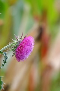 Flower head of the Musk Thistle (Carduus nutans, also known as nodding thistle), by the wayside,