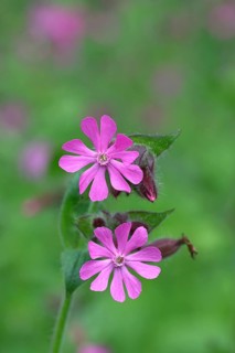 Red campion (Silene dioica), close-up of a flower in a meadow, Wilnsdorf, North Rhine-Westphalia,