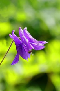 Columbine (Aquilegia vulgaris), blue flower in the garden, Wilnsdorf, North Rhine-Westphalia,