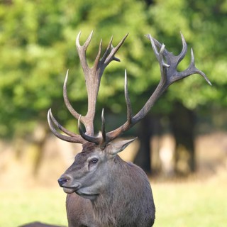 Red deer (Cervus elaphus), capital stag in a forest clearing, Zwanzigender, animal portrait,