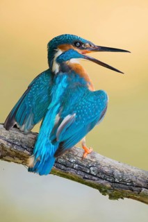 Territorial behaviour... Kingfisher (Alcedo atthis) threatens another, makes itself large, shows