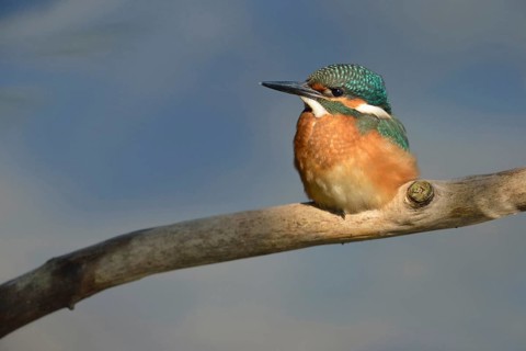 Kingfisher (Alcedo atthis), this year's young bird in the light spot, which emphasises the