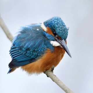 Iridescent blue and orange... Kingfisher (Alcedo atthis), male in winter in the snow, in light