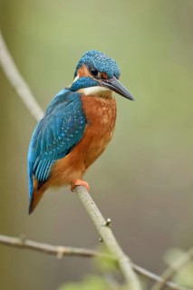 Posture score 1... Kingfisher (Alcedo atthis), male in spring, sits on a thin branch to hunt from