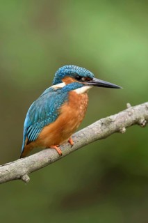 Along the stream... Kingfisher (Alcedo atthis), iridescent, particularly colourful native bird that