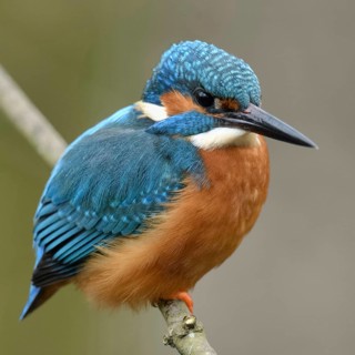 Typical picture... Kingfisher (Alcedo atthis) on perching branch, adult bird, male, recognisable by