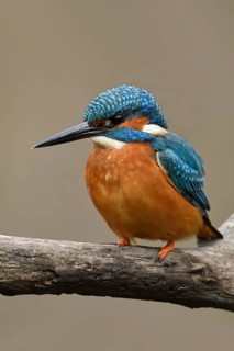 Bright orange breast... Kingfisher (Alcedo atthis), male, adult bird, on perching branch, frontal