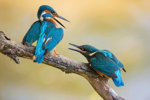 Persistent... Kingfisher (Alcedo atthis), two kingfishers, two generations, old and young, dominant