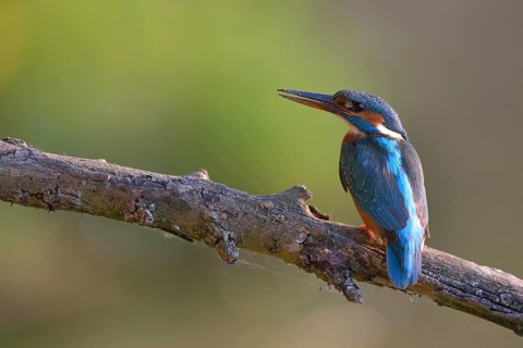 After work... Kingfisher (Alcedo atthis), female sits with dirty beak on a branch, resting, looking