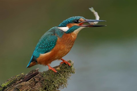 Head first... Kingfisher (Alcedo atthis) holds a fish in its beak to eat it, head first protects