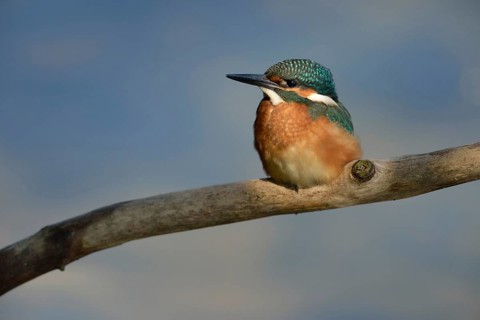 Kingfisher (Alcedo atthis), fledgling in the light spot, which emphasises the beautiful plumage of