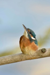 Young bird discovers the world... Kingfisher (Alcedo atthis), young, just fledged kingfisher looks