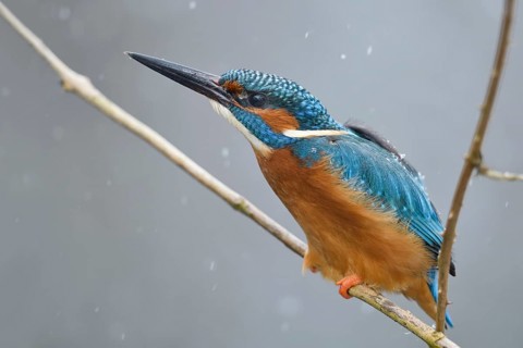 Defence posture... Kingfisher (Alcedo atthis) in winter during snowfall threatening a competitor,