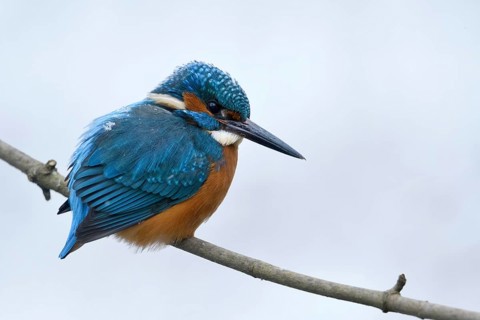 Iridescent blue and orange... Kingfisher (Alcedo atthis), male in winter in the snow, in light