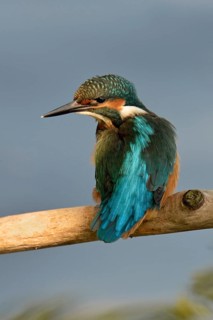 A look back... Kingfisher (Alcedo atthis) in the light spot, which emphasises the beautiful,