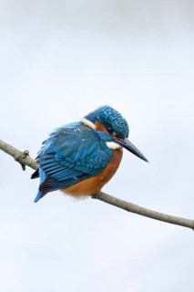 Iridescent blue and orange... Kingfisher (Alcedo atthis), male in winter in the snow, in light