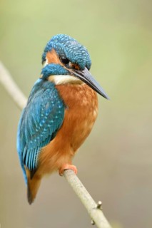 Posture score 1... Kingfisher (Alcedo atthis), male in spring, sits on a thin branch to hunt from