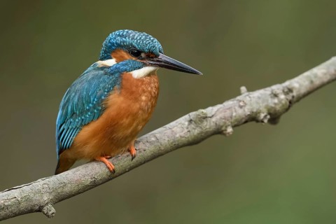Classics of nature and animal photography... Kingfisher (Alcedo atthis), adult male on perching