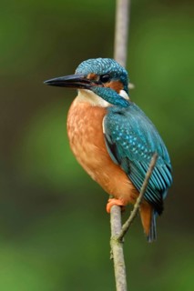 Blue and orange plumage... Kingfisher (Alcedo atthis), certainly one of our most beautiful native