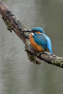 Breeding preparations... Kingfisher (Alcedo atthis) with remains of soil on its beak from digging