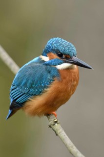Typical picture... Kingfisher (Alcedo atthis) on perching branch, adult bird, male, recognisable by