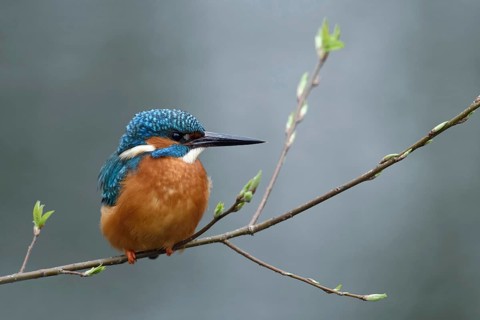 In spring... Kingfisher (Alcedo atthis), male kingfisher sitting on a thin branch on which the