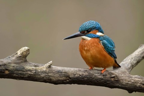 Bright orange breast... Kingfisher (Alcedo atthis), male, adult bird, on perching branch, frontal