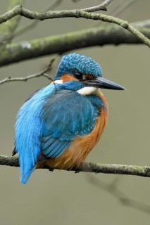 In the branches... Kingfisher (Alcedo atthis) sitting, resting in the branches of a tree, resting,