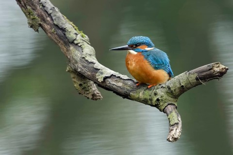 Just above the surface of the water... Kingfisher (Alcedo atthis) on a natural perch, kingfishers