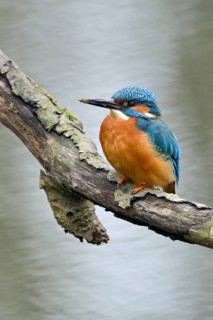 Cavity-nesting bird... Kingfisher (Alcedo atthis) with soil on its beak, probably just digging at