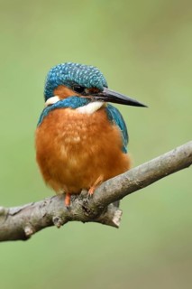 Kingfisher (Alcedo atthis), sitting on a branch in front of a dissolved green background, looking