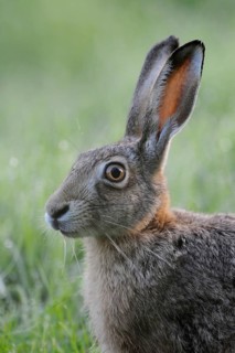 Field hare portrait... European hare (Lepus europaeus), endangered species, endangered by intensive