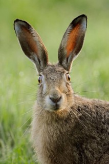 Portrait... European hare (Lepus europaeus) looks surprised, detailed close-up, the light shines