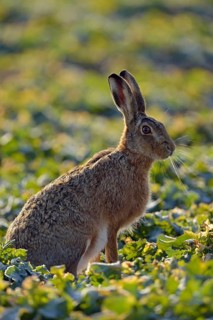 In the early morning light... European hare (Lepus europaeus) sitting in a rape field, looking