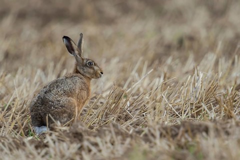 Between crop stubble... European hare (Lepus europaeus), hare sitting on a harvested field, native