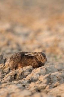 European hare (Lepus europaeus) resting with ears laid back on a freshly ploughed field, hiding in